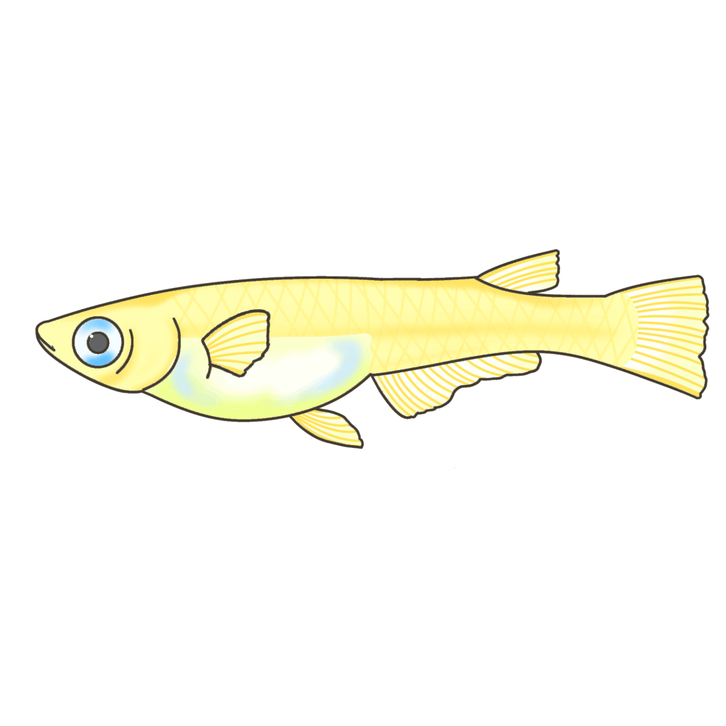 メスのメダカのイラスト｜教室や家庭での生き物学習用