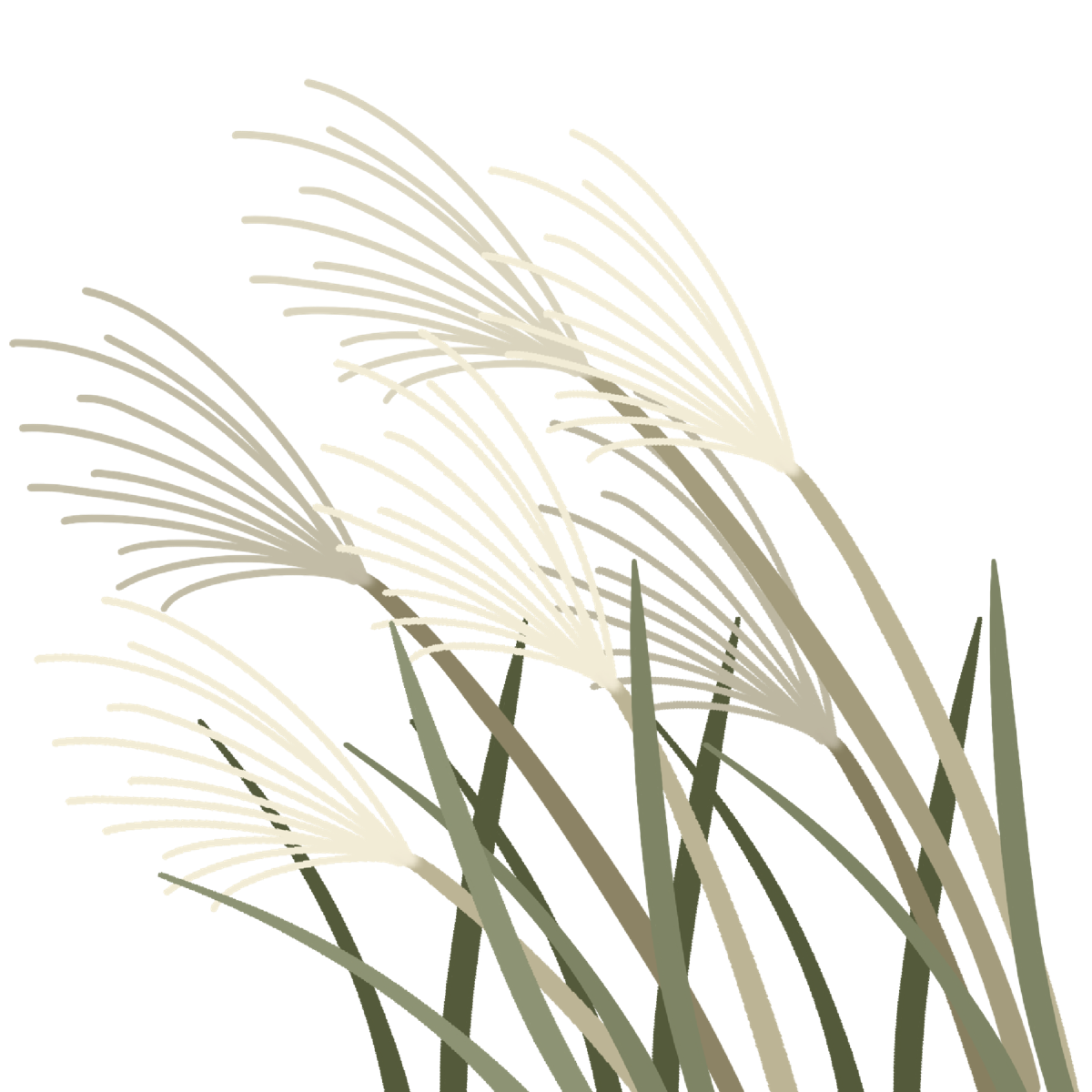 ススキのイラスト｜行事や季節の印刷物に使える草花素材