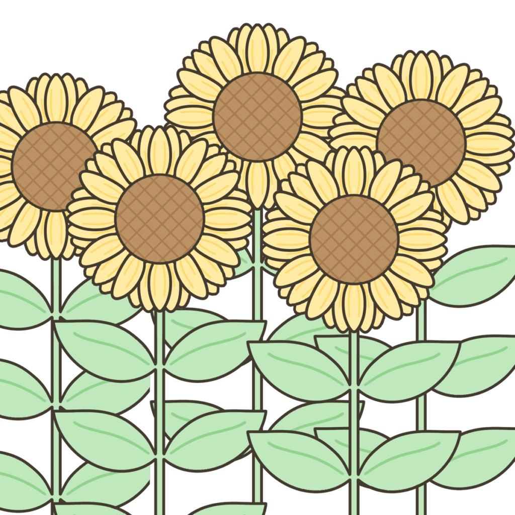 たくさんのヒマワリのイラスト｜正方形の行事・季節の草花