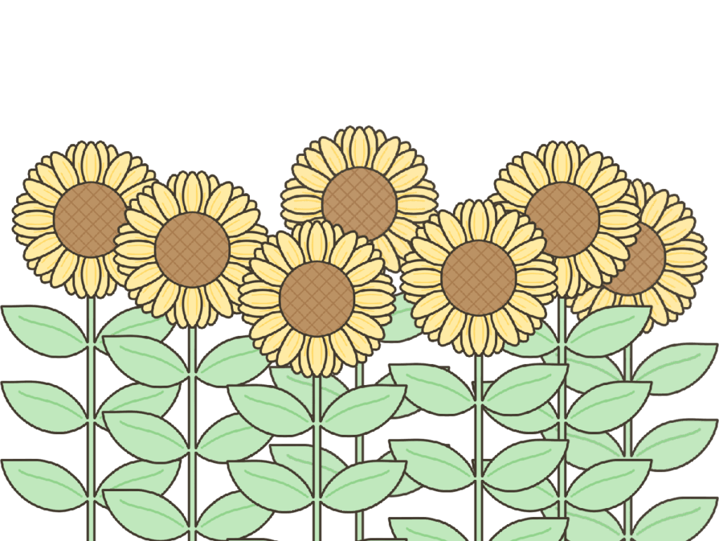 たくさんのヒマワリのイラスト｜長方形の行事・季節の草花