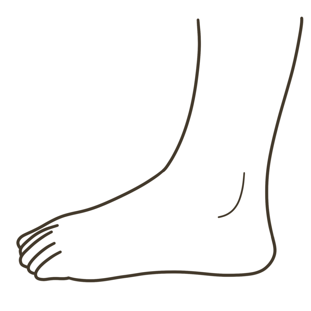 足 側面（小指側）外観 左足のイラスト｜図解や資料作成に使える素材