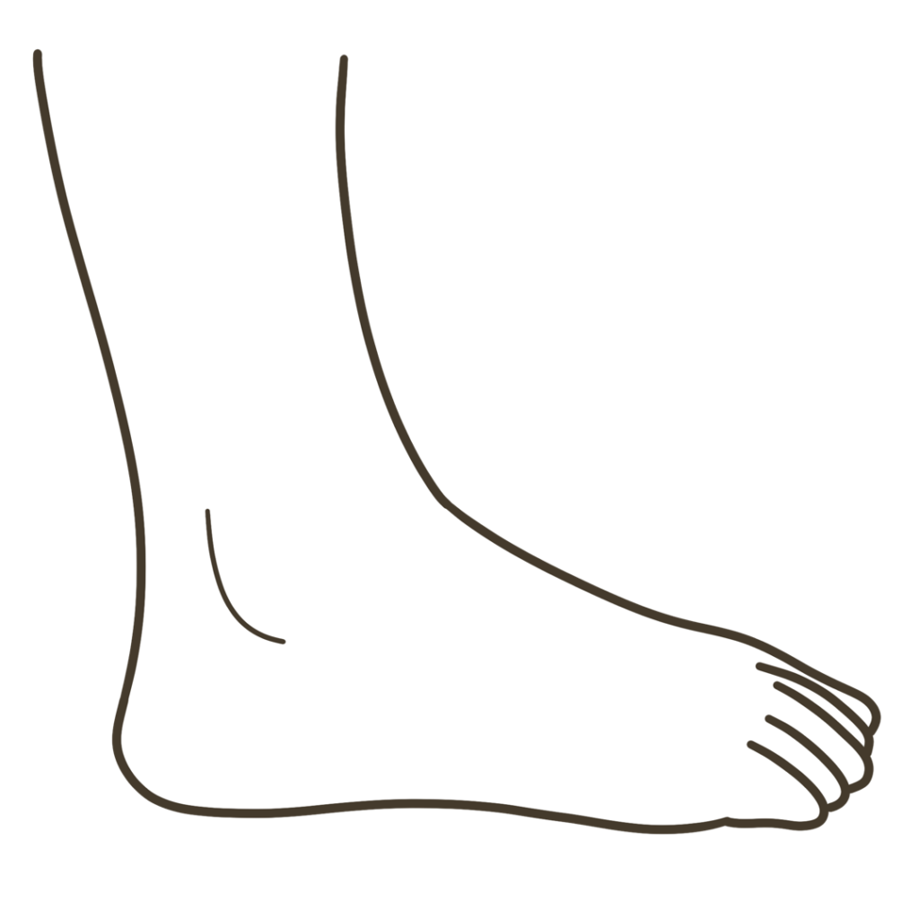 足 側面（小指側）外観 右足のイラスト｜図解や資料作成に使える素材