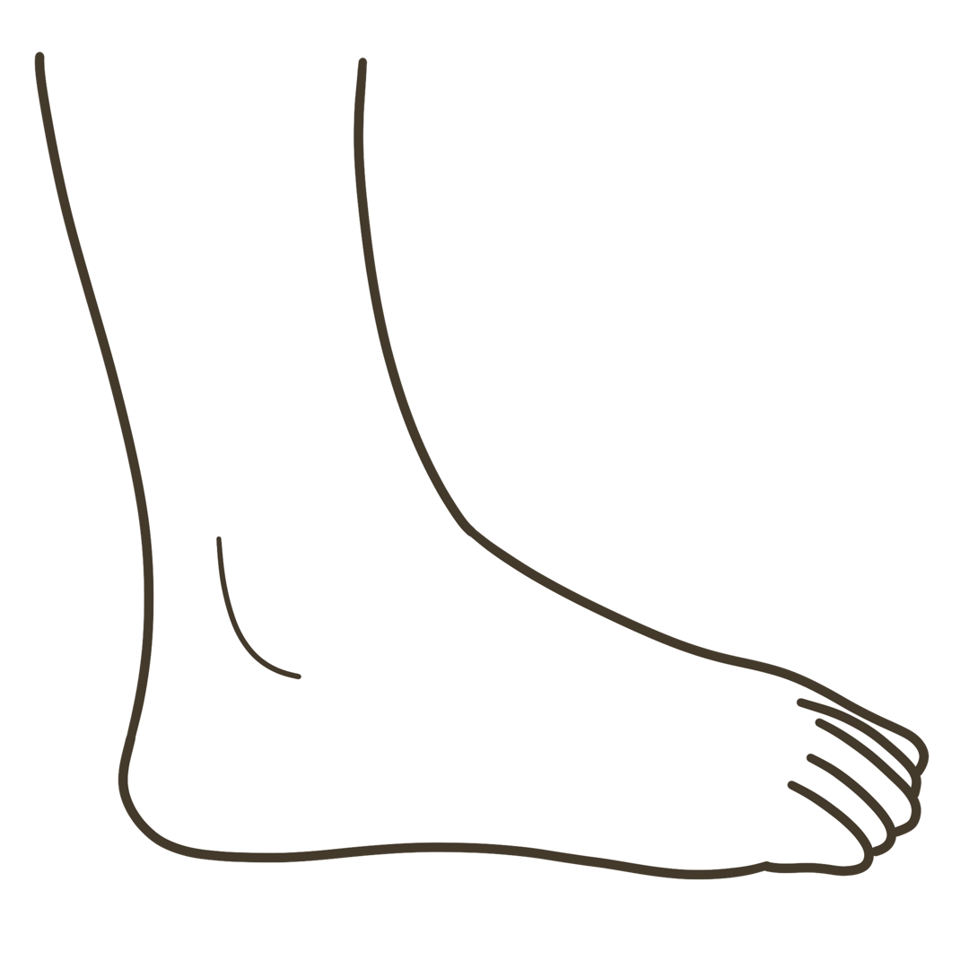 足 側面（小指側）外観 右足のイラスト｜図解や資料作成に使える素材