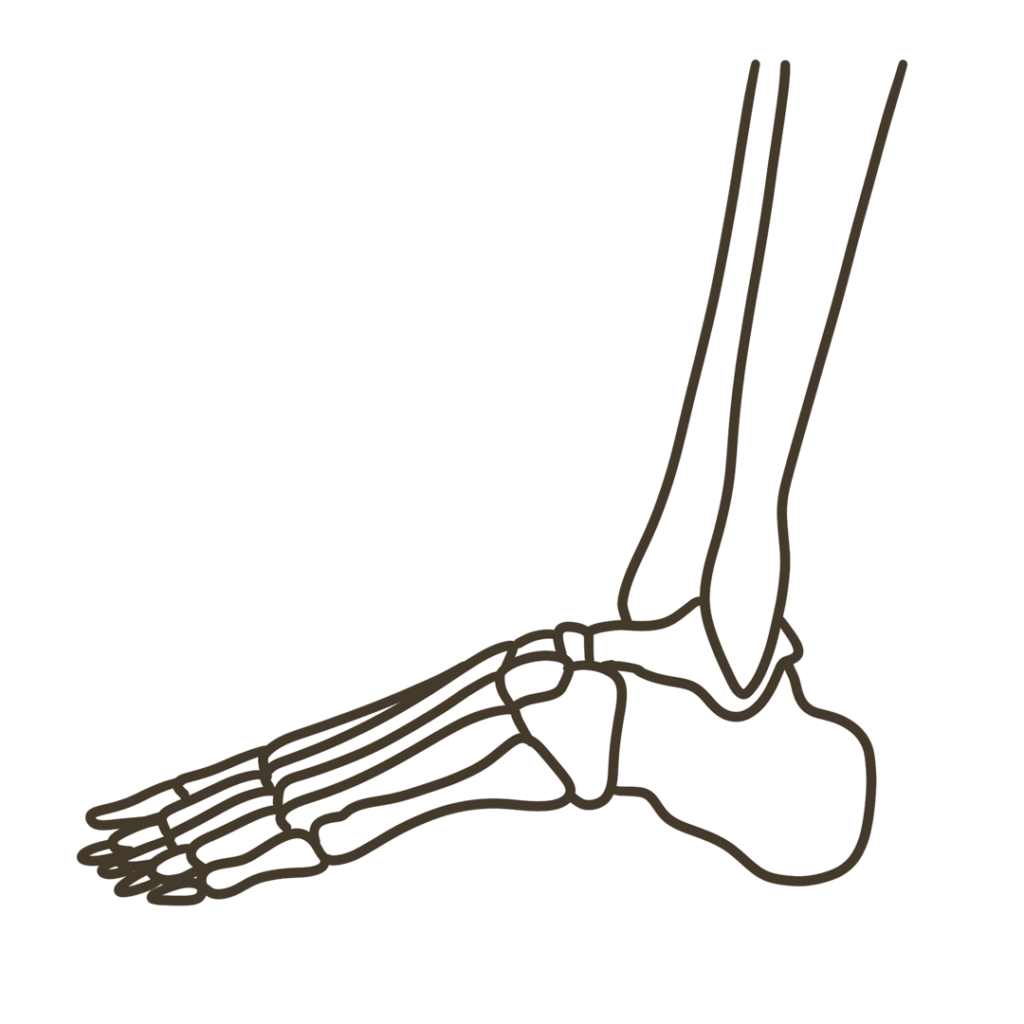 足 側面（小指側）骨格 左足のイラスト｜図解や資料作成に使える素材