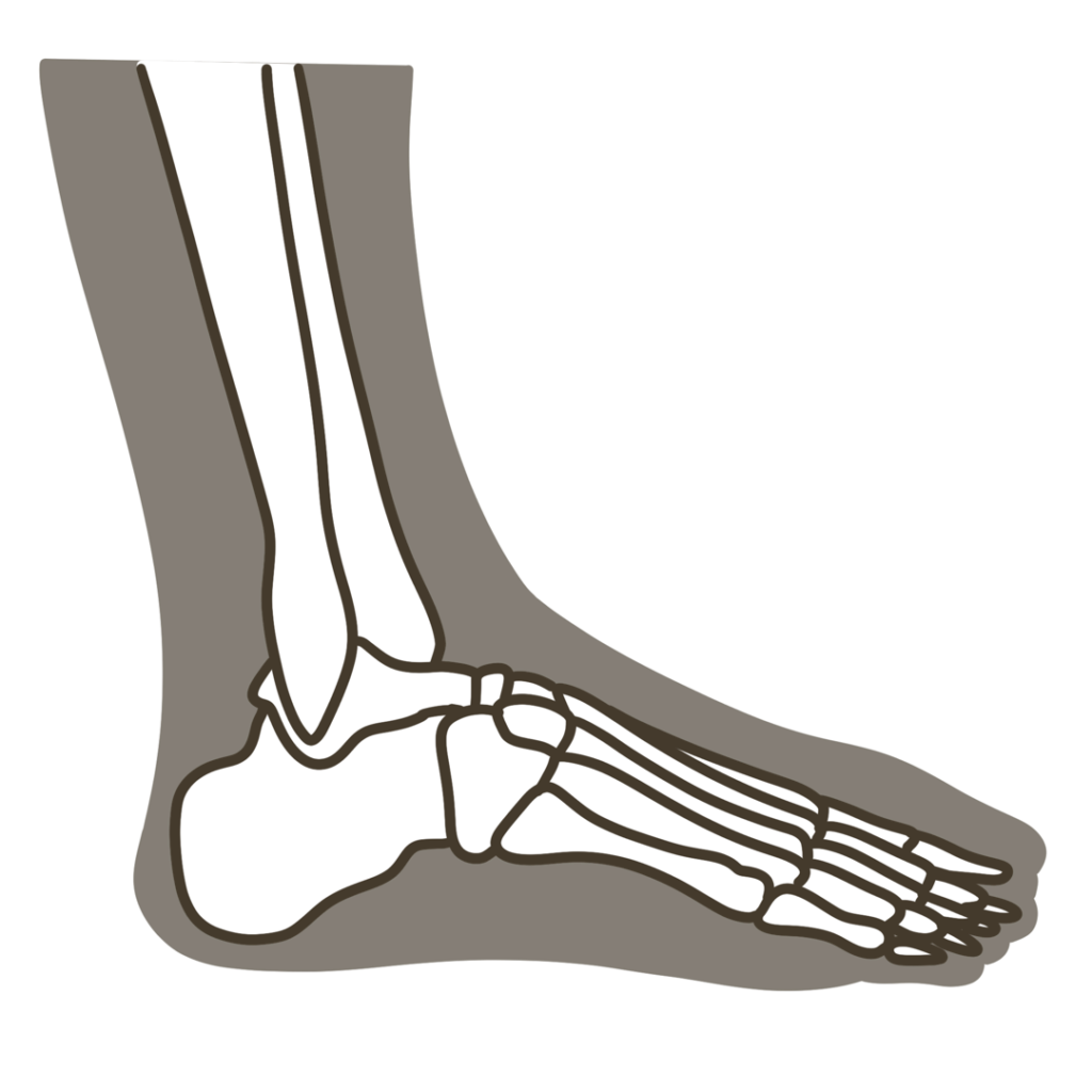 足 側面（小指側）骨格重ね図 右足のイラスト｜図解や資料作成に使える素材
