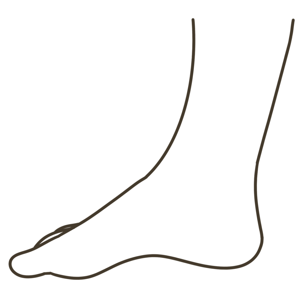 足 側面（親指側）外観 右足のイラスト｜図解や資料作成に使える素材