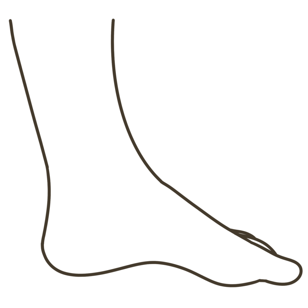 足 側面（親指側）外観 左足のイラスト｜図解や資料作成に使える素材