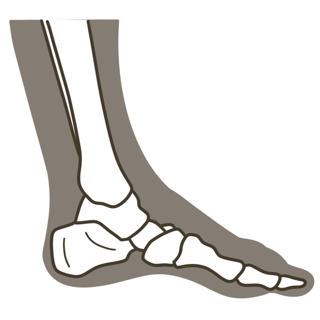 足 側面（親指側）骨格重ね図 左足のイラスト｜図解や資料作成に使える素材