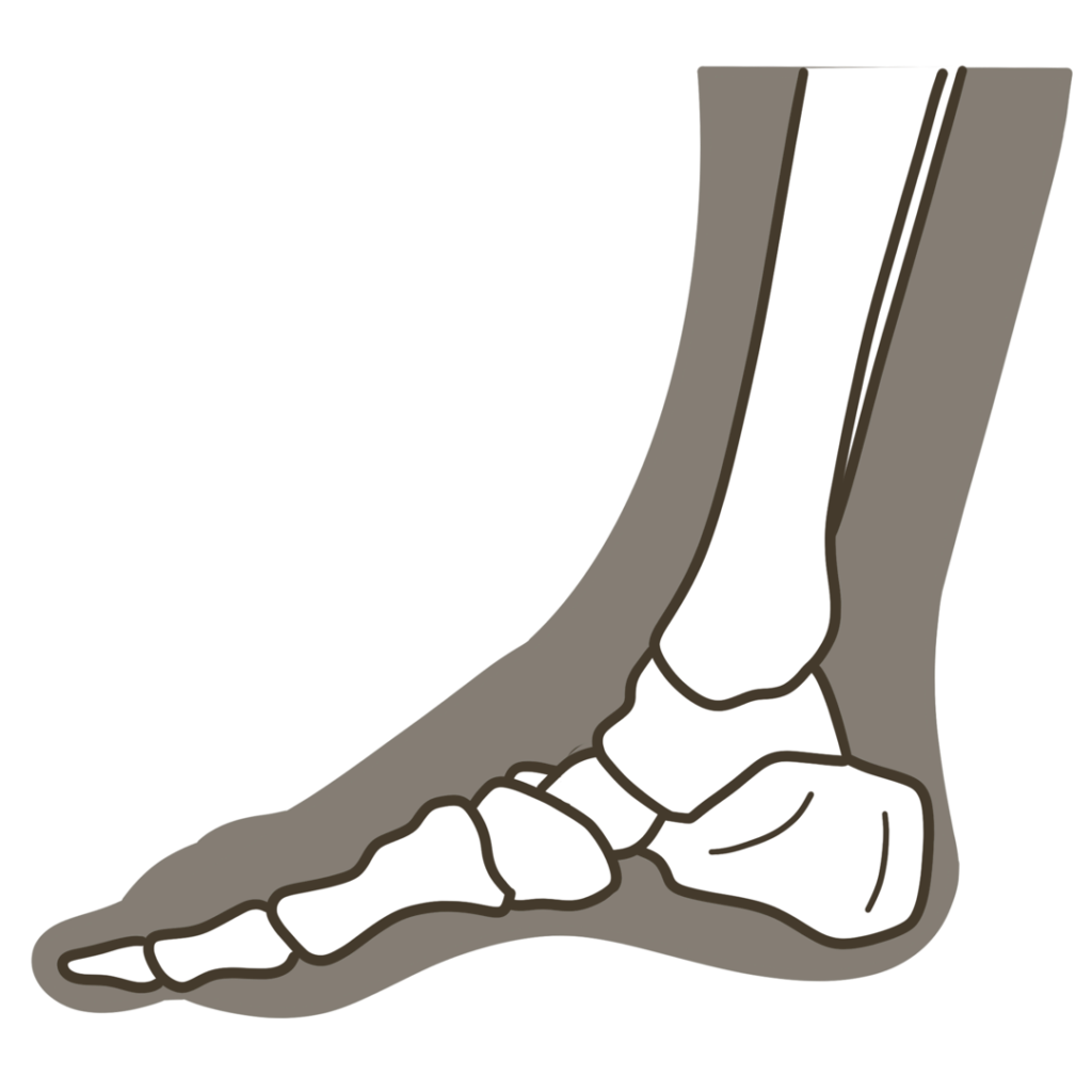 足 側面（親指側）骨格重ね図 右足のイラスト｜図解や資料作成に使える素材