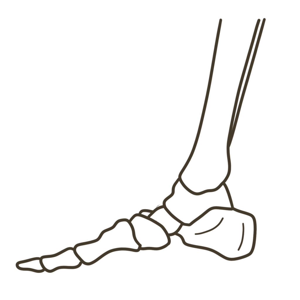 足 側面（親指側）骨格 右足のイラスト｜図解や資料作成に使える素材