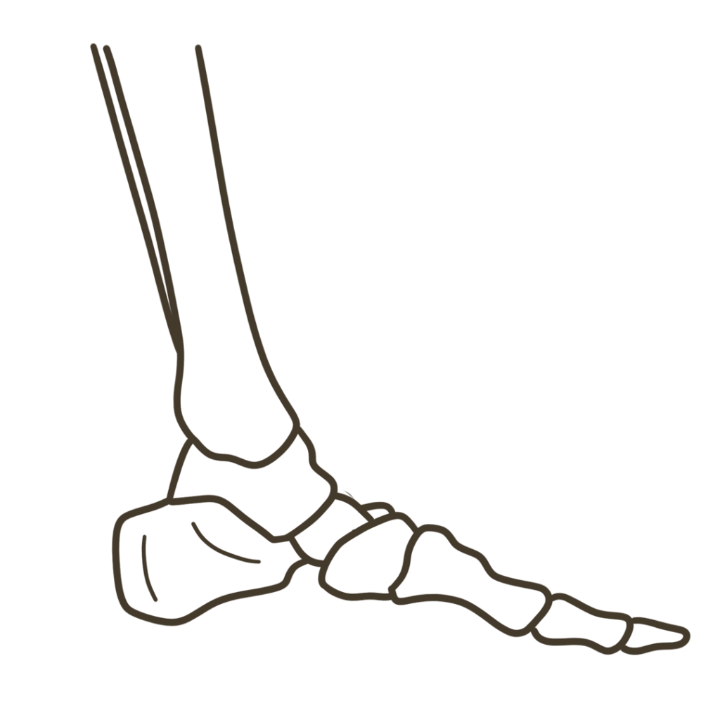 足 側面（親指側）骨格 左足のイラスト｜図解や資料作成に使える素材