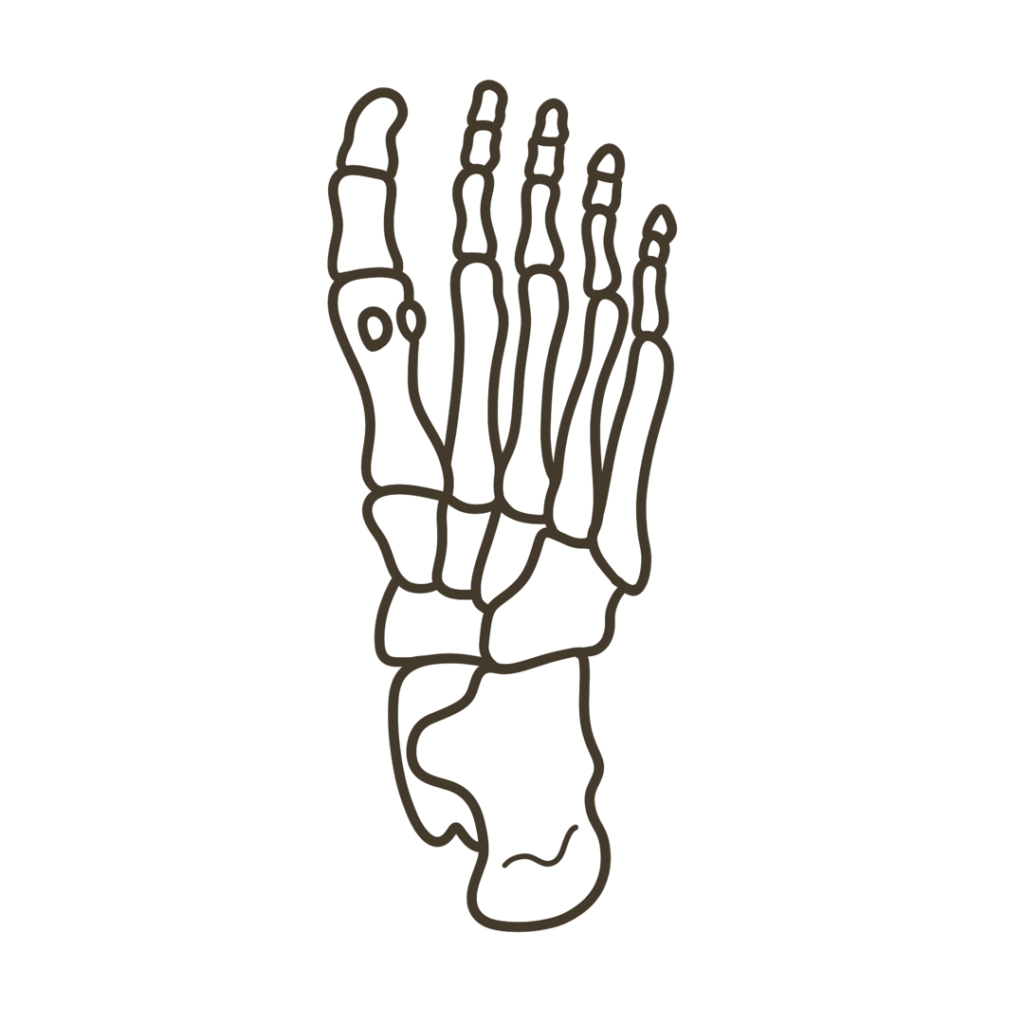 足底(足の裏側)骨格 左足のイラスト|図解や資料作成に使える素材