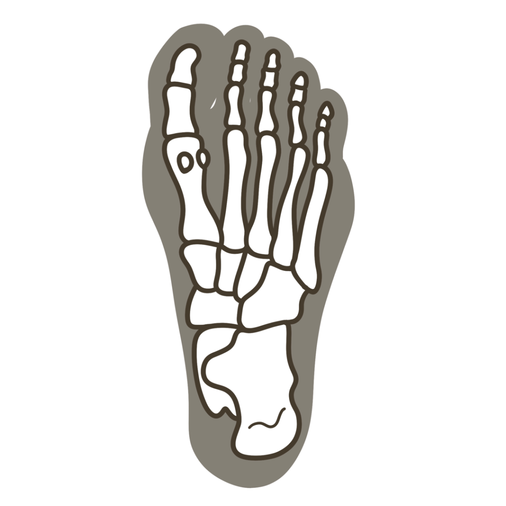 足底(足の裏側)骨格重ね図 左足のイラスト|図解や資料作成に使える素材