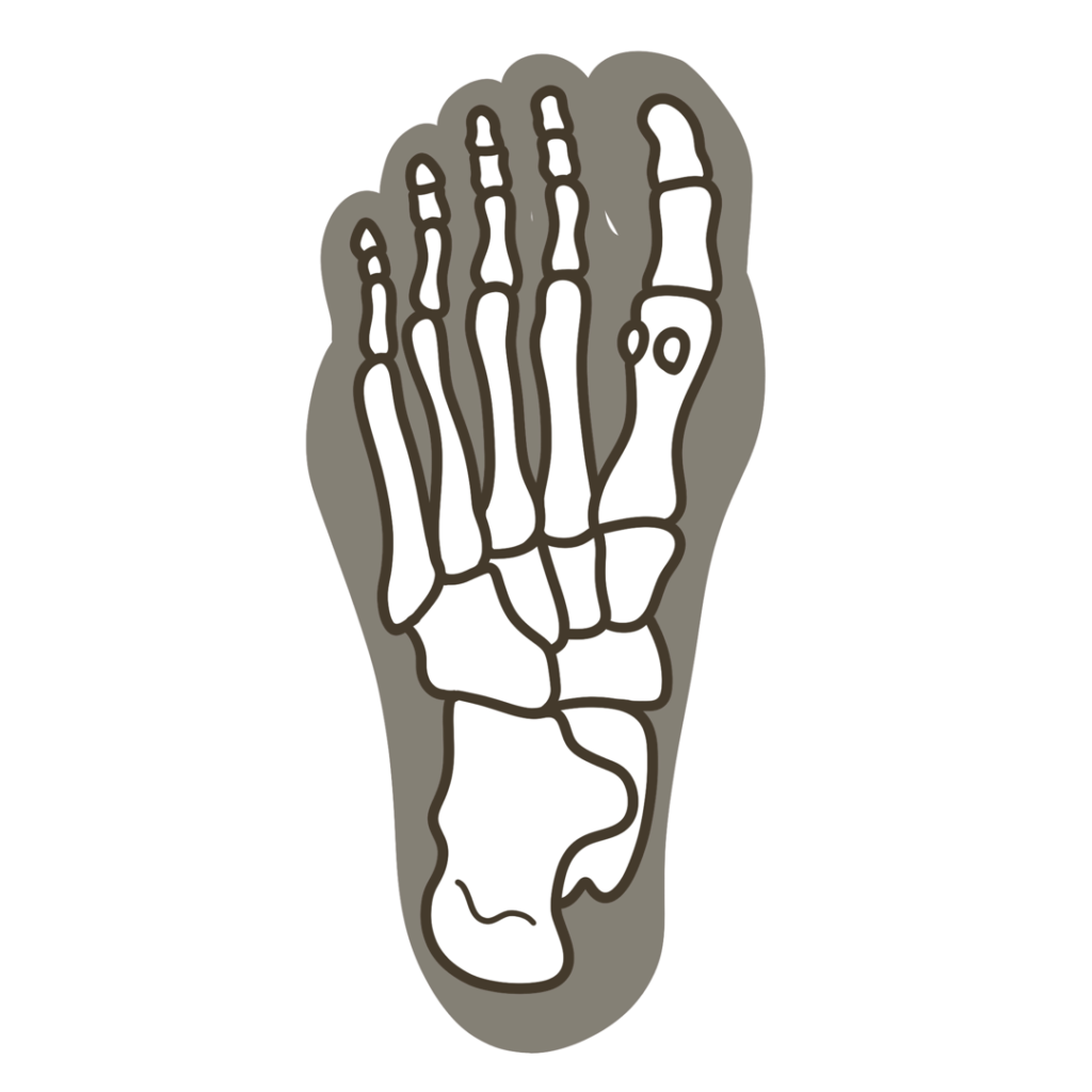 足底(足の裏側)骨格重ね図 右足のイラスト|図解や資料作成に使える素材