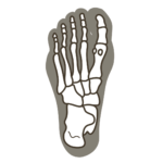 足底（足の裏側）骨格重ね図 右足のイラスト｜図解や資料作成に使える素材