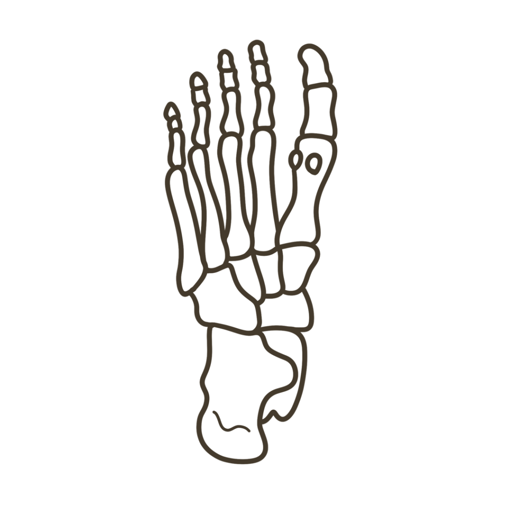 足底(足の裏側)骨格 右足のイラスト|図解や資料作成に使える素材