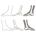 足 側面（親指側） のイラストのアイキャッチ｜図解や資料作成に使える素材