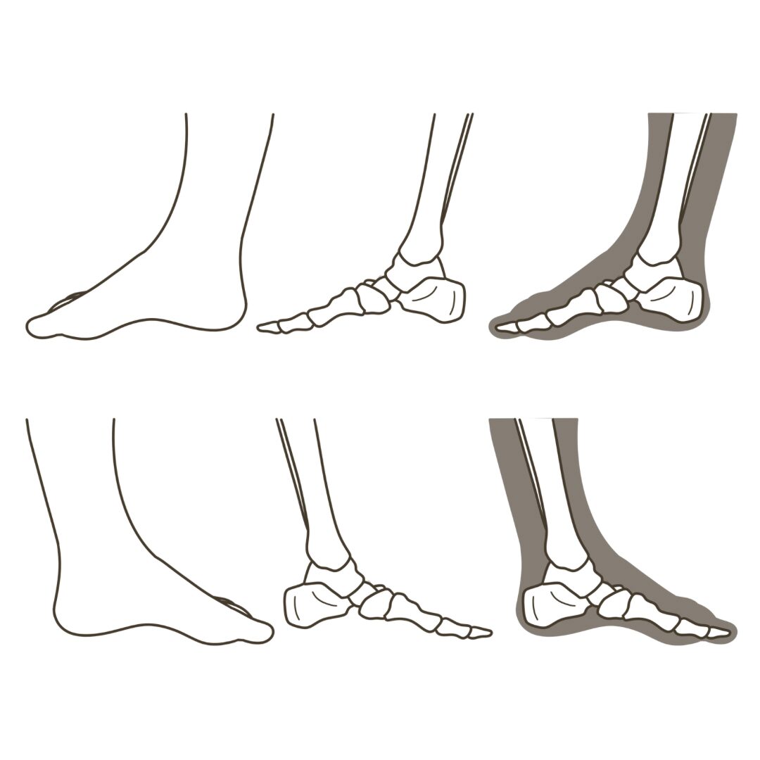 足 側面（親指側） のイラストのアイキャッチ｜図解や資料作成に使える素材